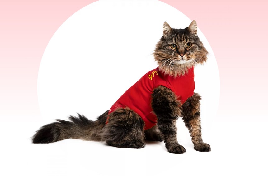 MPS Katze