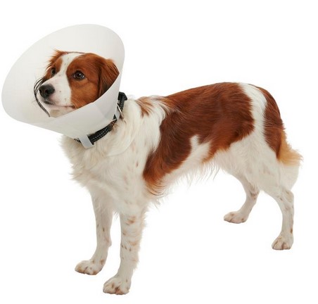 Buster Classic matt
