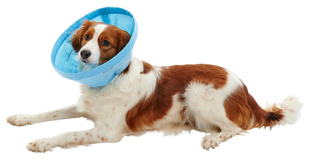 BUSTER Soft Flex Collar/Halskragen 25cm