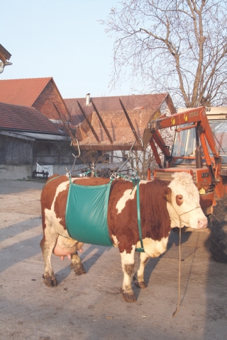 Kuhhebevorrichtung "Daisy Lifter"