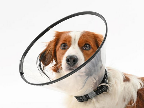 Buster Comfort Collar